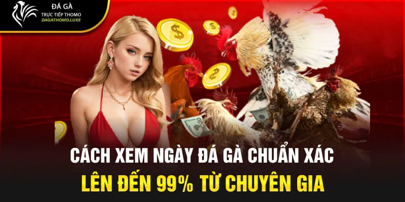 Cách xem ngày đá gà