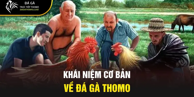 Khái niệm cơ bản về đá gà Thomo