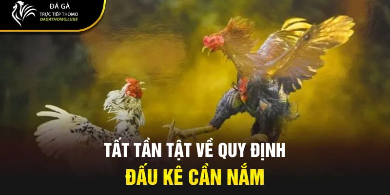 Tất tần tật về quy định đấu kê cần nắm