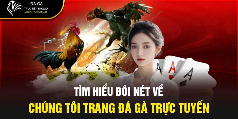 Tìm hiểu đôi nét về chúng tôi trang đá gà trực tuyến